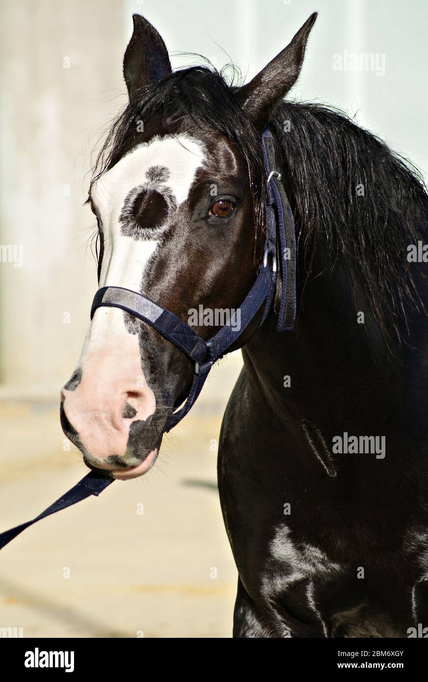 Black Horse With White Face Redbud Ranch Connemara Pony Stallion