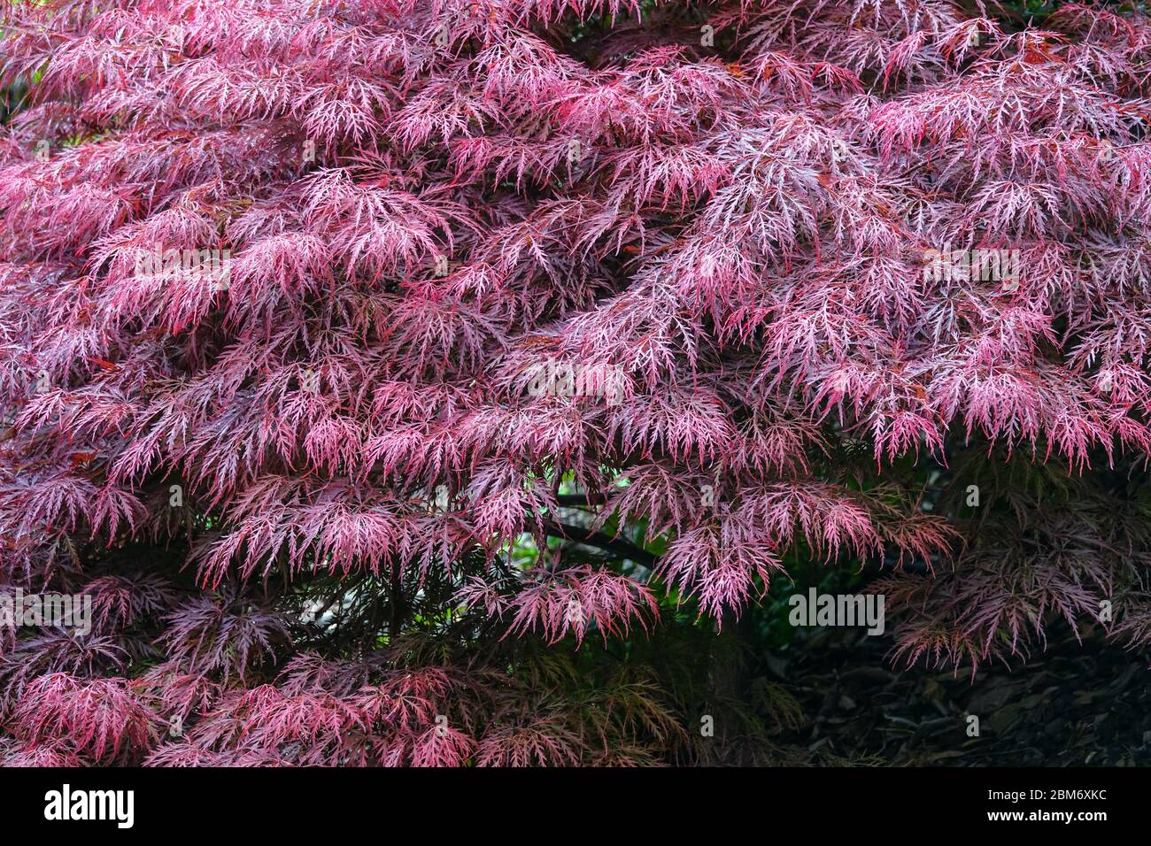 Japanese maple Acer palmatum 'Dissectum' Stock Photo