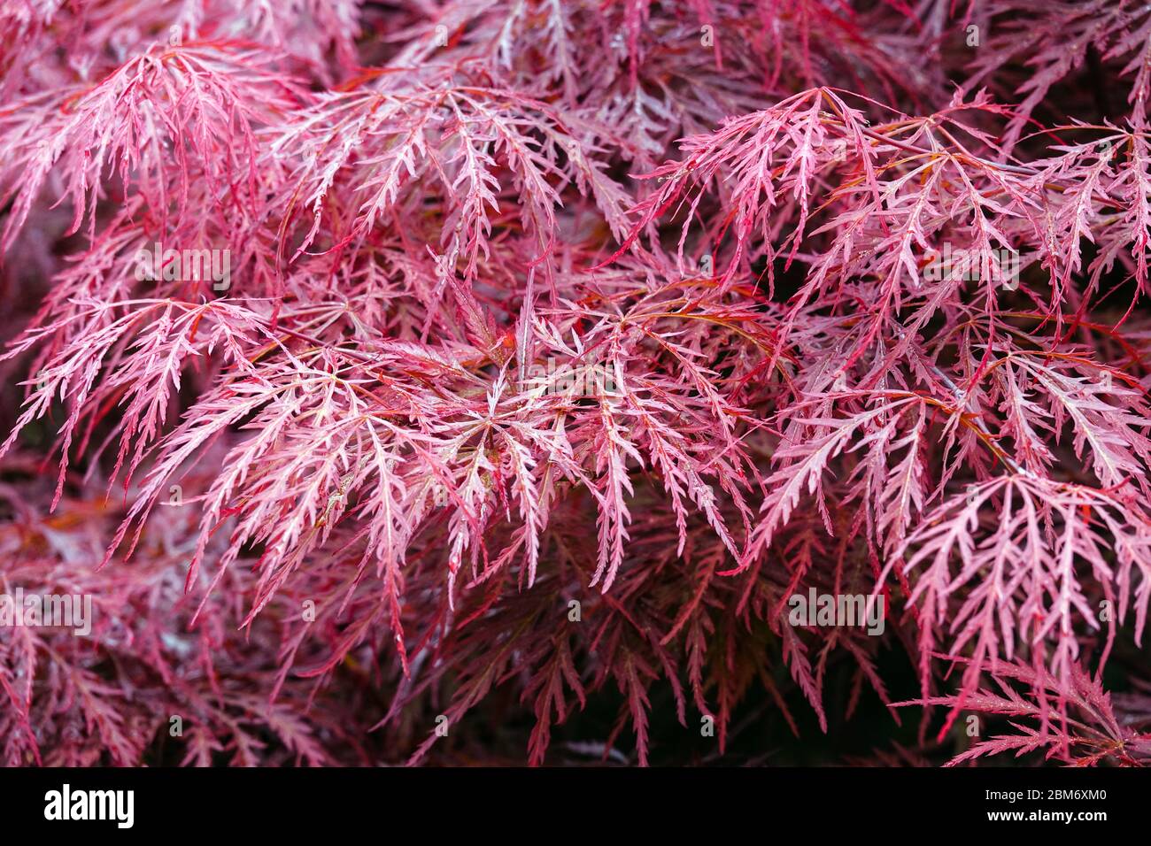 Acer palmatum 'Dissectum' Japanese maple Stock Photo