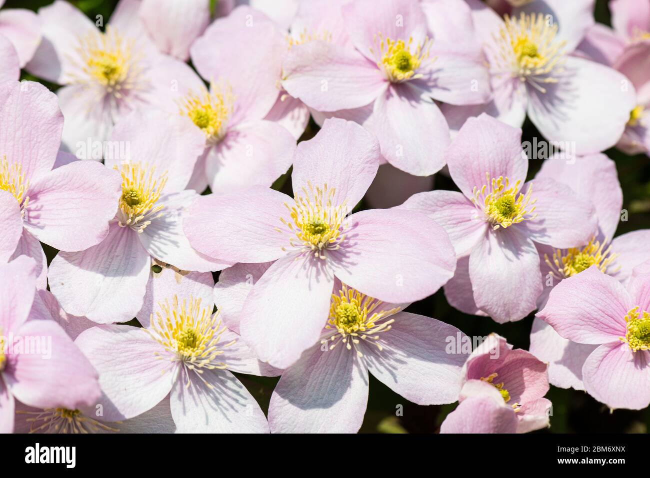 The flowers of a Clematis 'Elizabeth' Stock Photo
