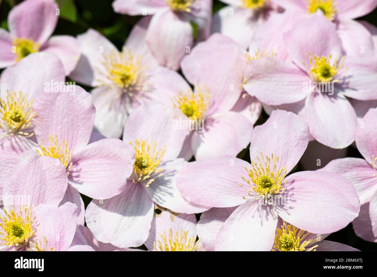 The flowers of a Clematis 'Elizabeth' Stock Photo