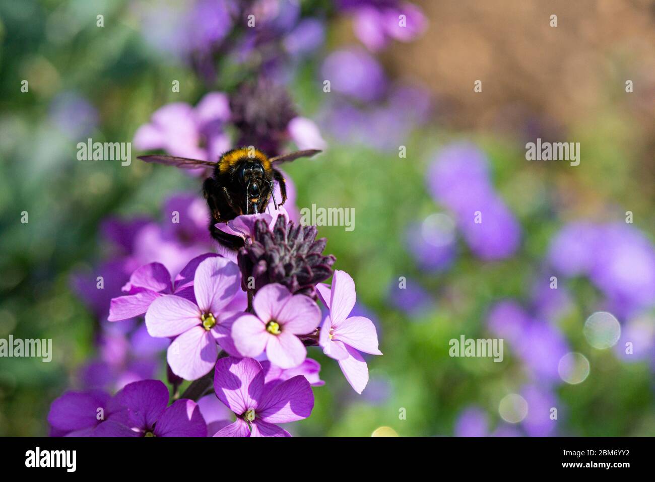 A bumble bee on the flowers of a wallflower 'Bowles's Mauve' (Erysimum 'Bowles's Mauve') Stock Photo