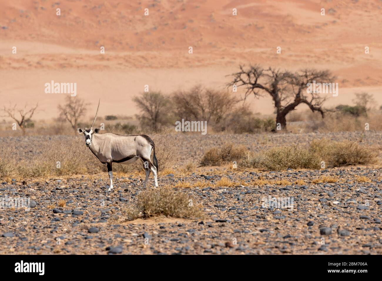 Oryxantilope, Oryx, Sossusvlei, Namibwüste Stock Photo