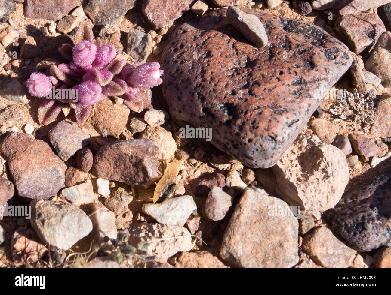 Beautiful pink flower in the desert of Namibia Stock Photo