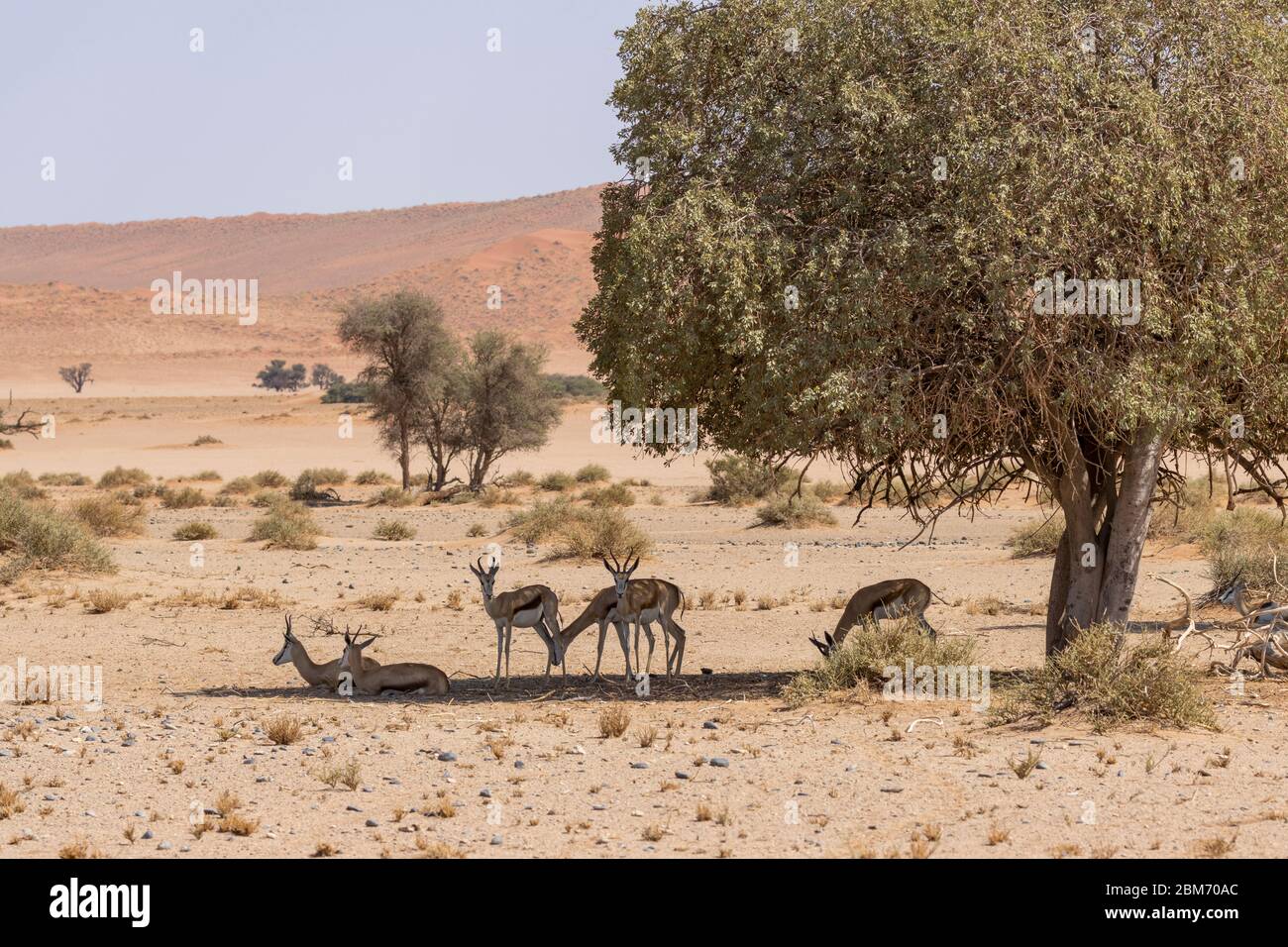 Springbock, Antidorcas marsupialis, Sossusvlei, Namibwüste Stock Photo