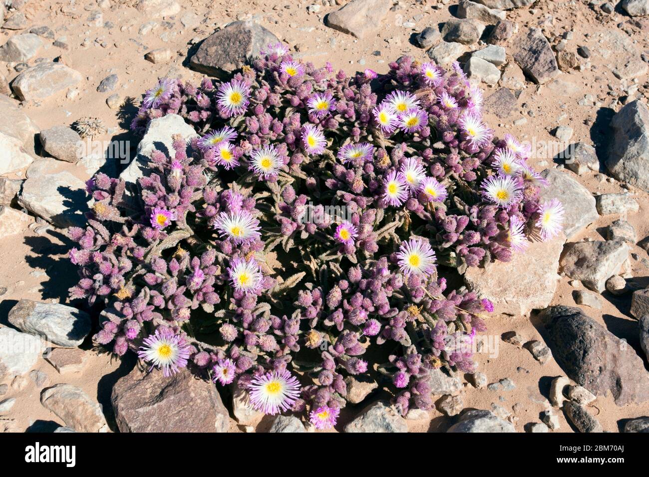 Beautiful pink flower in the desert of Namibia Stock Photo