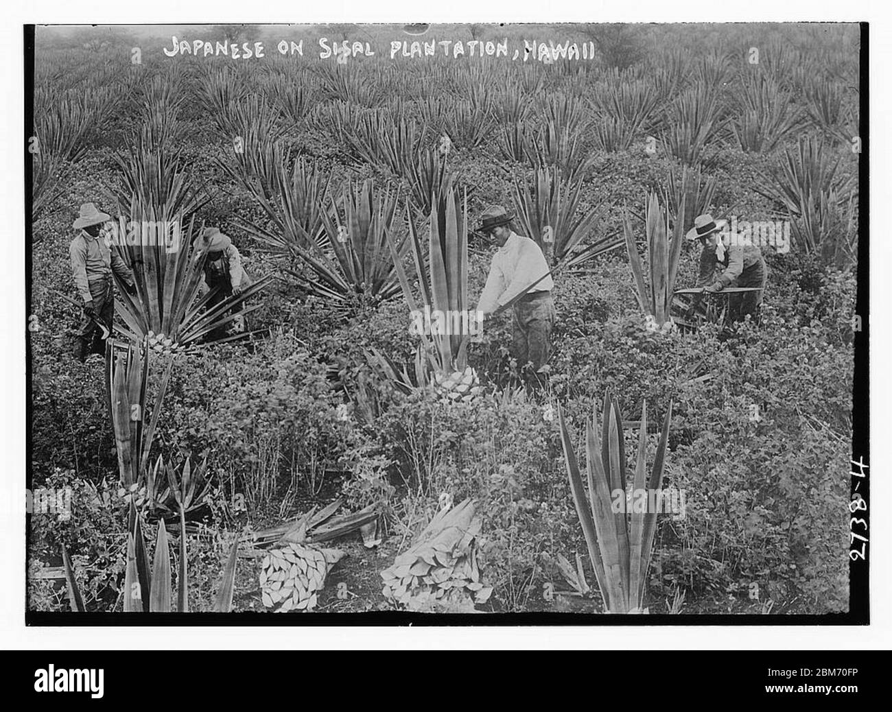 Sisal background Black and White Stock Photos & Images Alamy