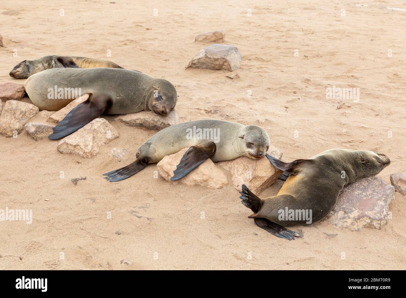 Cape Cross Seal Reserve, Robbenreservat, Kreuzkap, Skeleton Coast Park, Namibia Stock Photo
