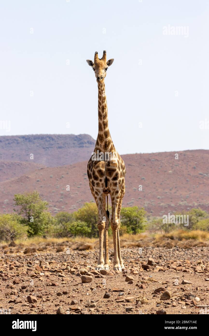 Giraffe, Damaraland, Namibia Stock Photo
