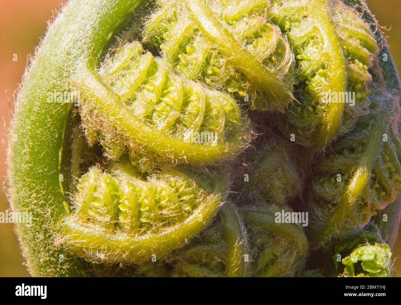 Tasmanian tree fern hires stock photography and images Alamy