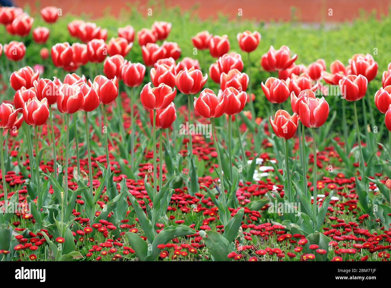 Field with colorful tulips in a park. Floral background and tulips pattern. Stock Photo