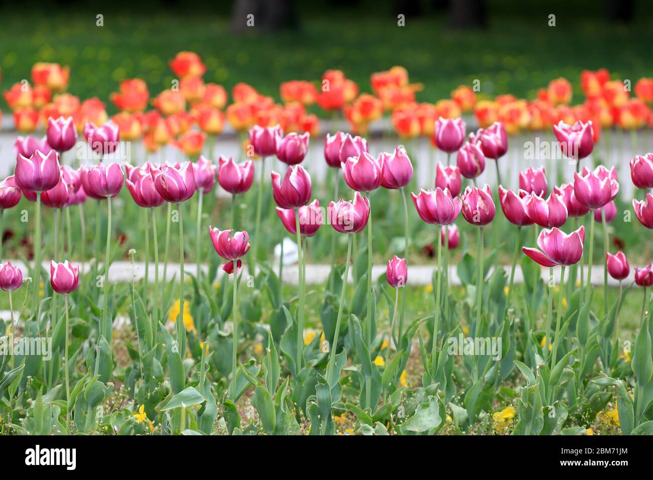 Field with colorful tulips in a park. Floral background and tulips pattern. Stock Photo