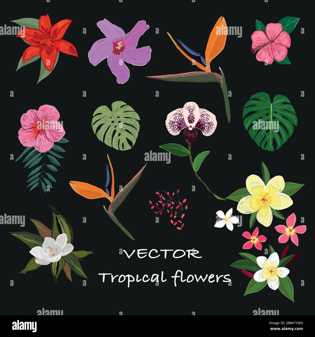 Tropical exotic flowers and leaves hand drawn vector set black ...