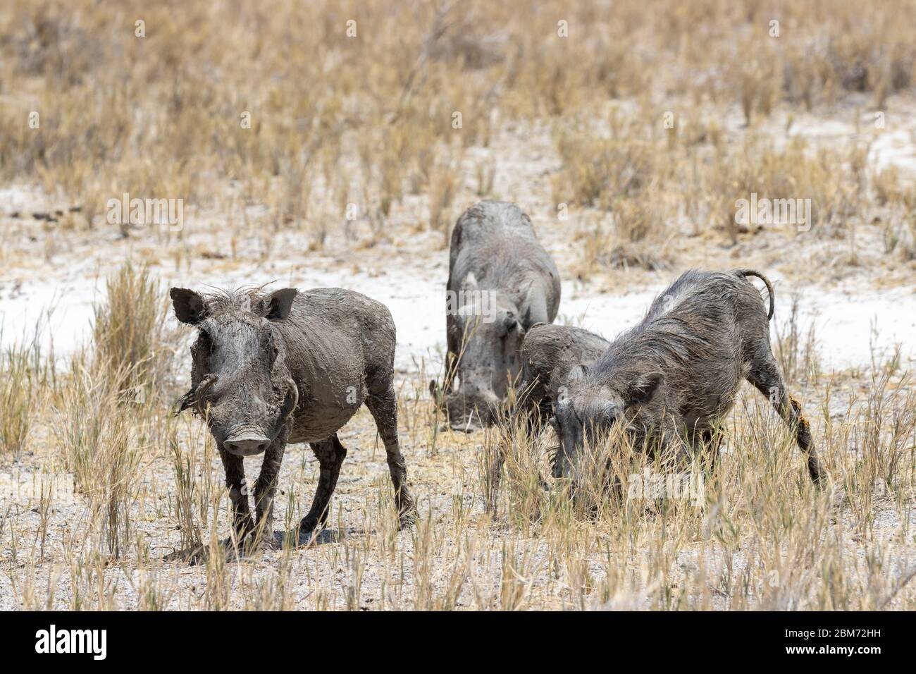 Warzenschwein, Phacochoerus africanus, Etoscha National Park, Etosha Pfanne Stock Photo