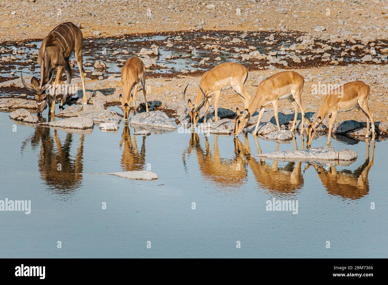 four springbok and one kudu lined up drinking from Halali waterhole. Etosha national park, Namibia. Stock Photo