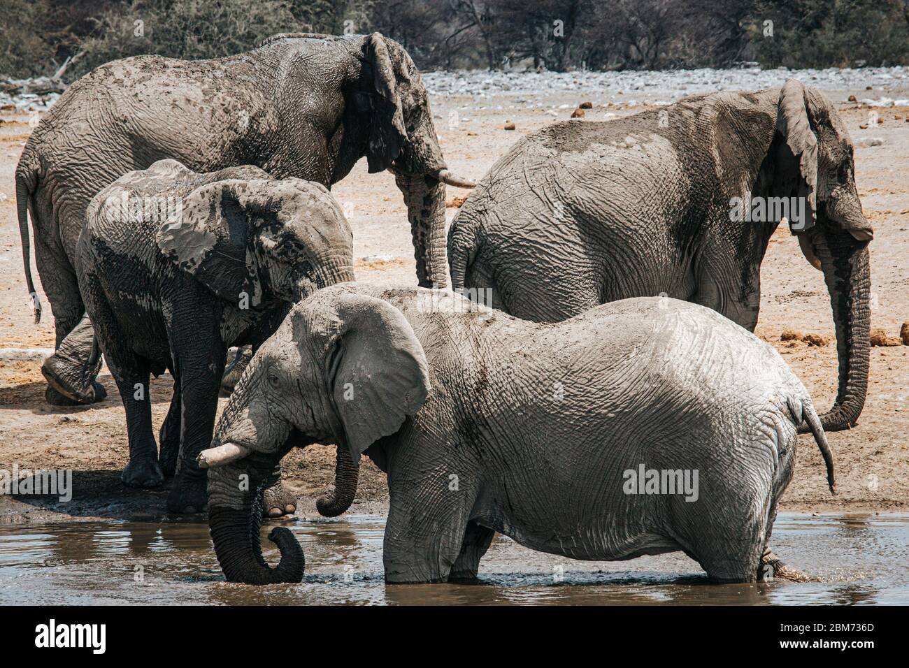 A herd of elephants taking a drink and freshening up in one of the water holes in Etosha national park, Namibia Stock Photo