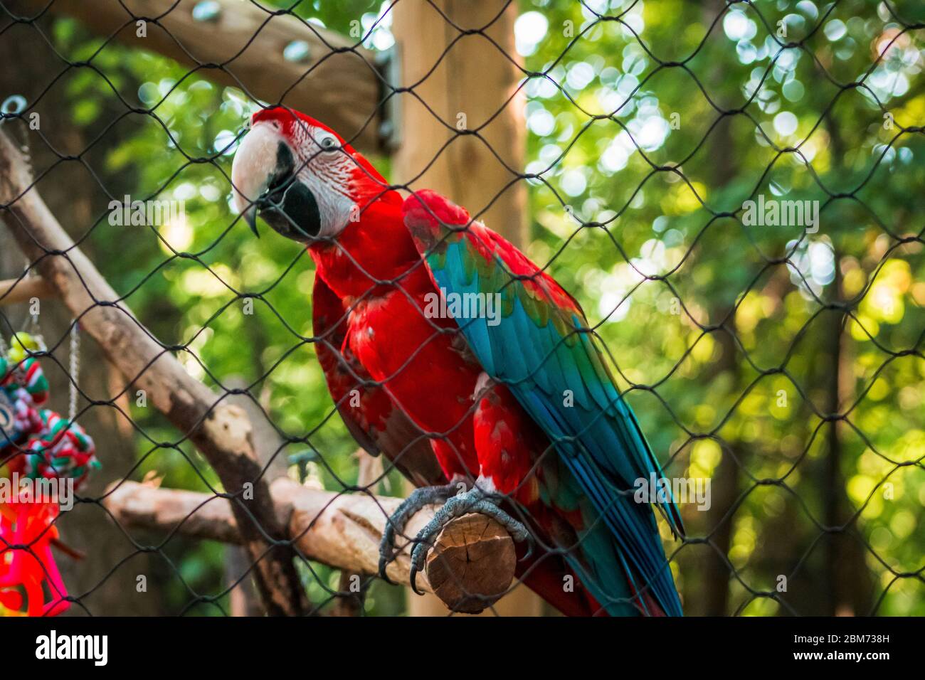 Macaw parrot in a cage at the zoo Stock Photo Alamy