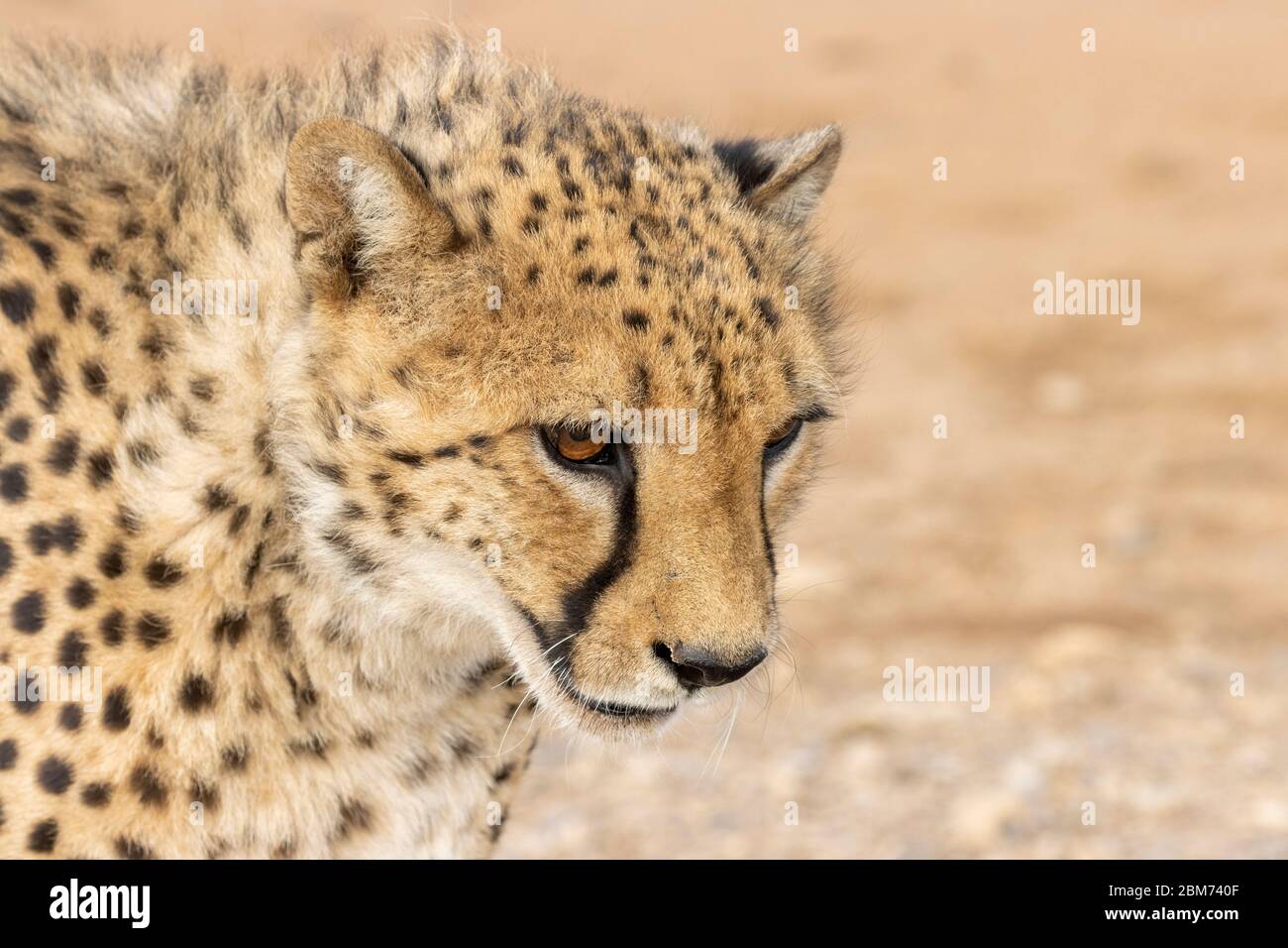 Gepard, Acinonyx jubatus, Farmhaltung in der Nähe von Windhoek, Namibia Stock Photo