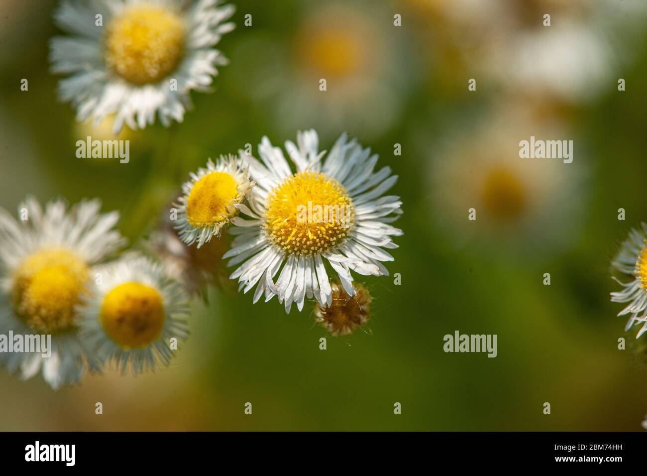 White small wildflowers hi-res stock photography and images - Alamy