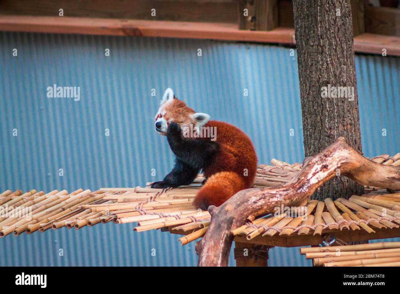 Red Panda Rope Bridge Panda bridge hi-res stock photography and images - Alamy