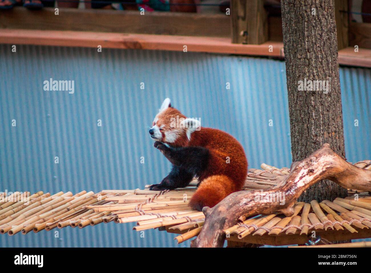 Red Panda Rope Bridge Panda bridge hi-res stock photography and images - Alamy