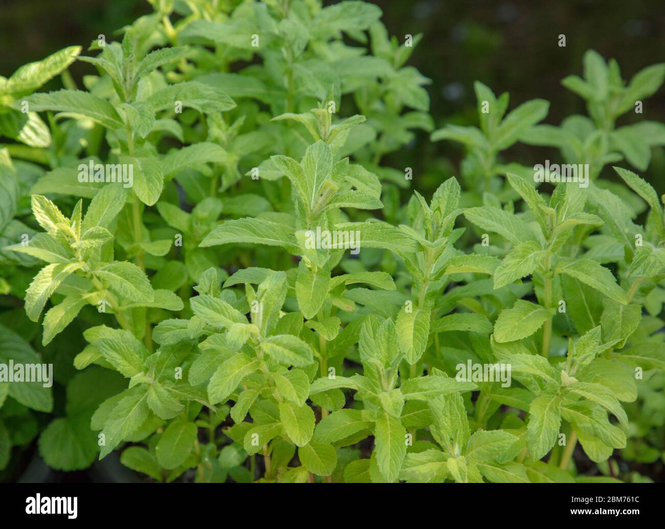 Herb leaves of mint seen in May Stock Photo Alamy