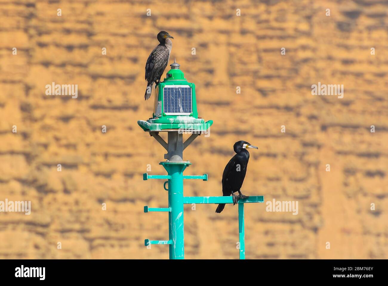 West Bay, Dorset, UK.  7th May 2020. UK Weather.  Two cormorants sitting on a harbour beacon at the seaside resort of West Bay in Dorset enjoying the hot sunshine during the coronavirus pandemic lockdown.   Picture Credit: Graham Hunt/Alamy Live News Stock Photo