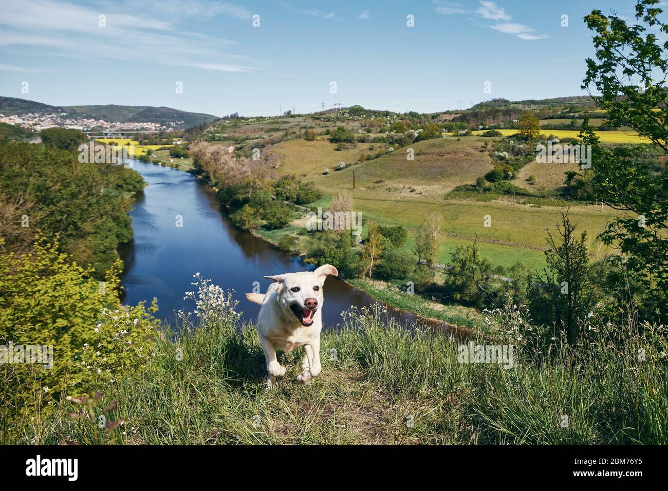 Happy dog running on meadow against landscape with river valley. Stock Photo