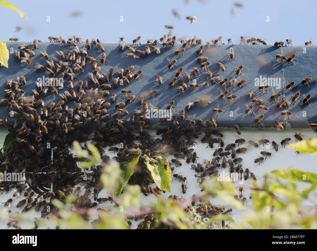 Bees in swarm hi-res stock photography and images - Alamy
