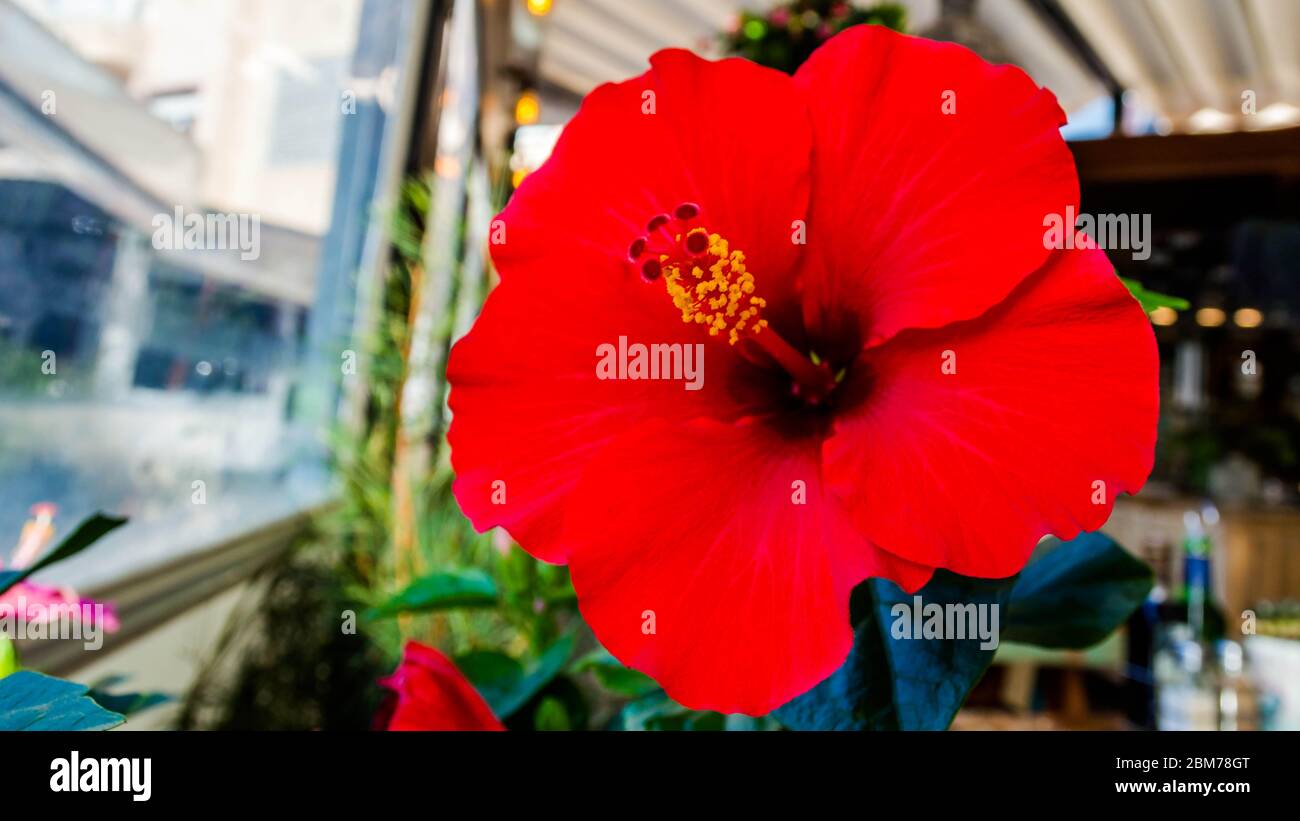 Red hibiscus spain hi-res stock photography and images - Alamy