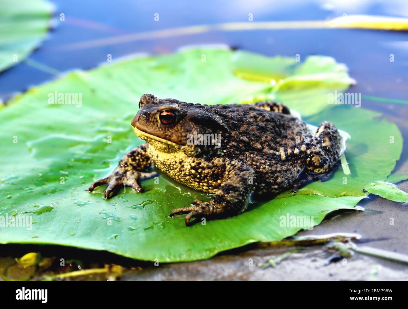 big frog, green leaf of water lily, water, reflection of clouds in water, close-up Stock Photo