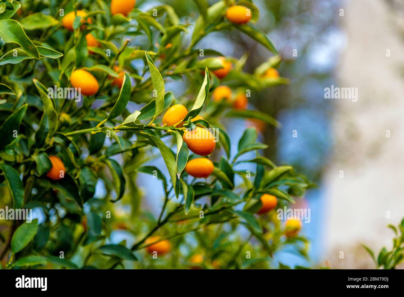 Kumquats growing on tree in Praiano, Amalfi Coast, Italy Stock Photo