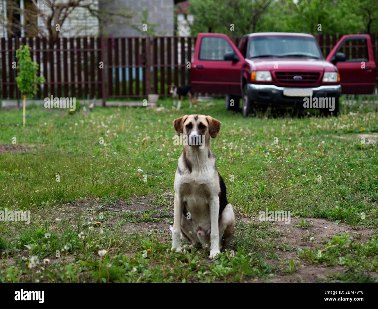 Young dog sits on the lawn of a village house amid a fence and a pickup truck Stock Photo
