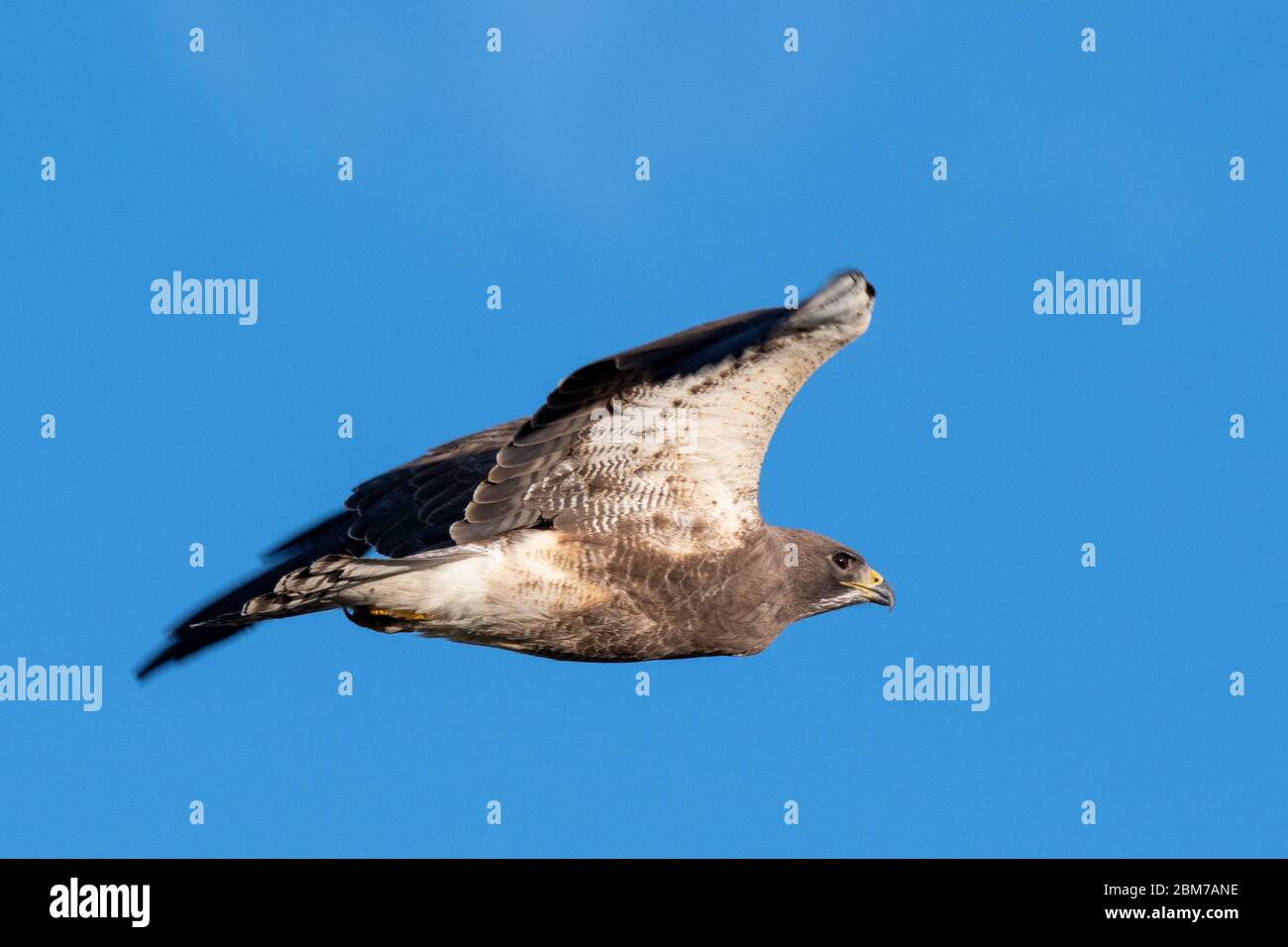 Swainson Hawk in flight Stock Photo - Alamy