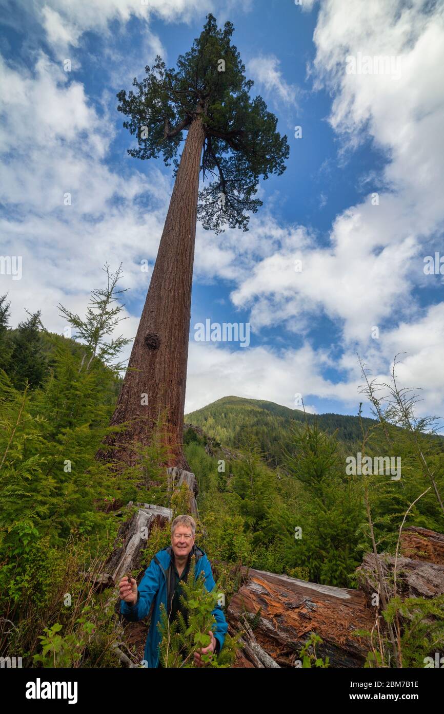 Man with fir cone and small Douglas fir at base of  Big Lonely Doug Douglas fir-Second tallest tree in Canada-Port Renfrew, British Columbia, Canada. Stock Photo