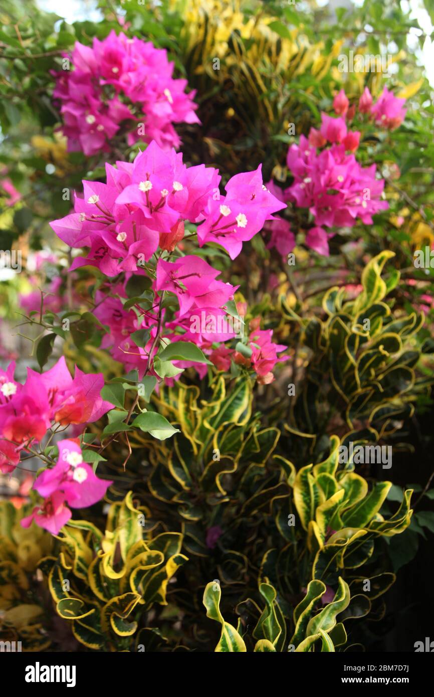 Pink flowers - tropical plant Bougainvillea, Delhi, India (Copyright © Saji Maramon) Stock Photo
