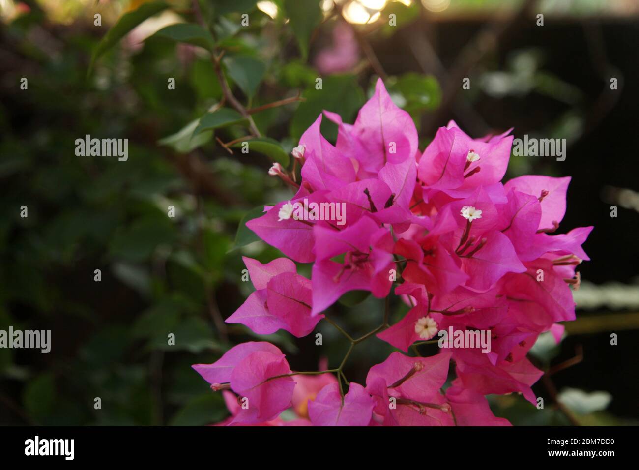Pink flowers - tropical plant Bougainvillea, Delhi, India (Copyright © Saji Maramon) Stock Photo
