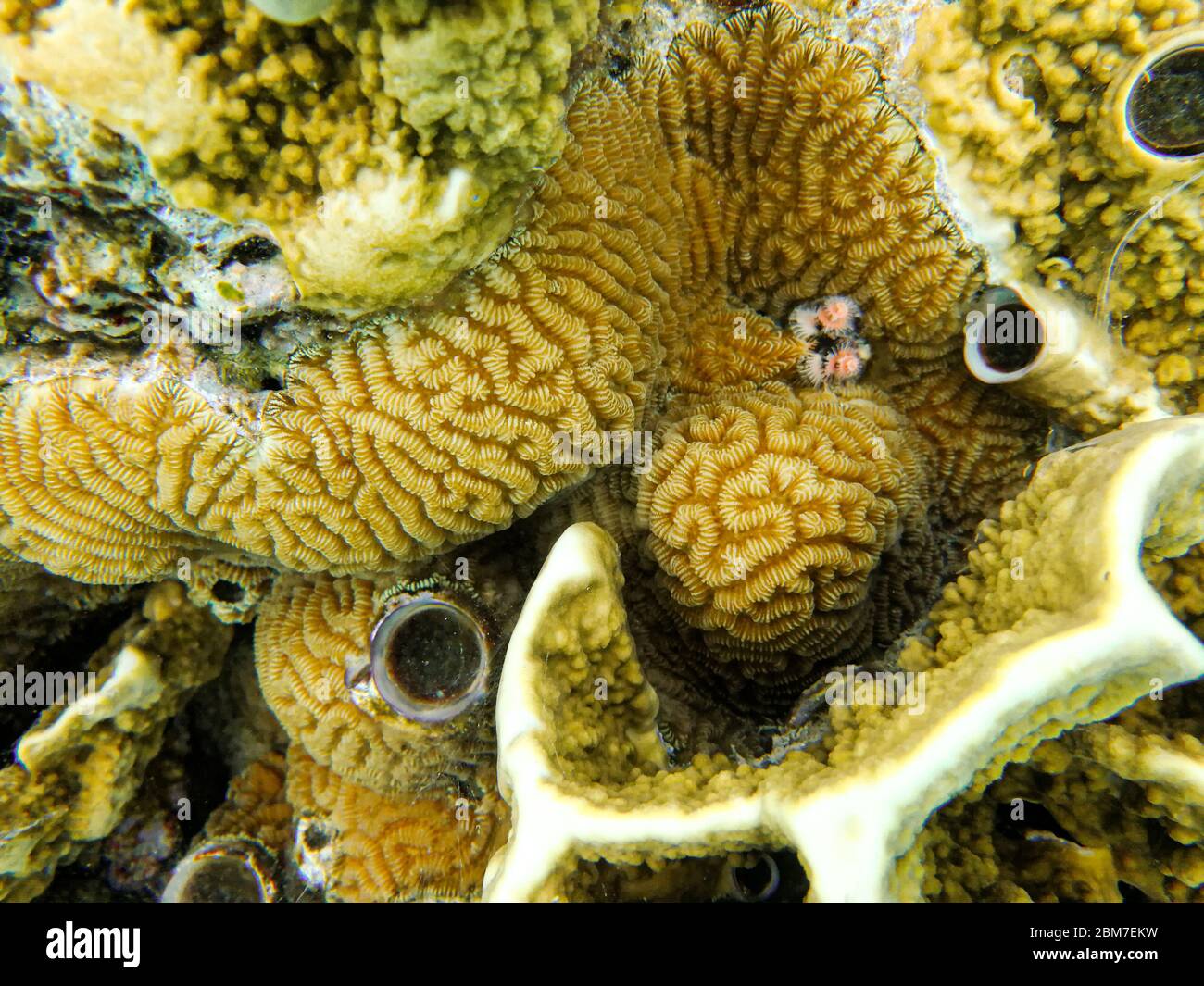 Coral reef close-up in the sea. Stock Photo