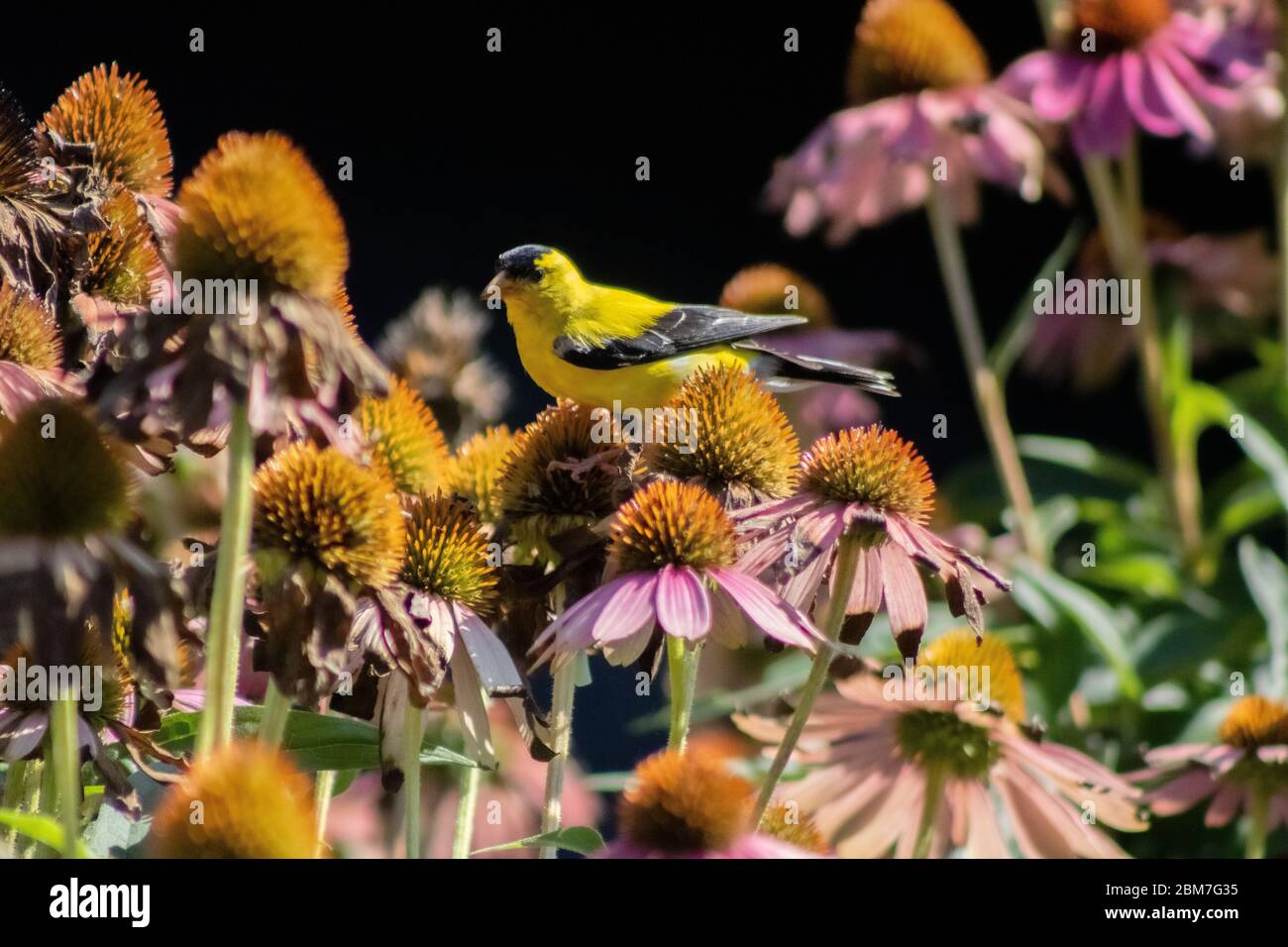 Goldfinch eating seeds from a flower Stock Photo - Alamy