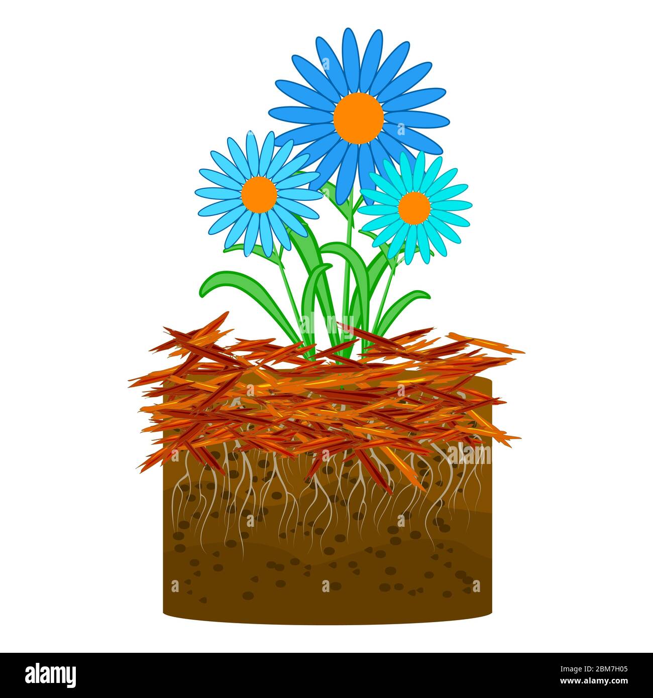 Mulch gardening concept with daisy, mulch isolated on white background