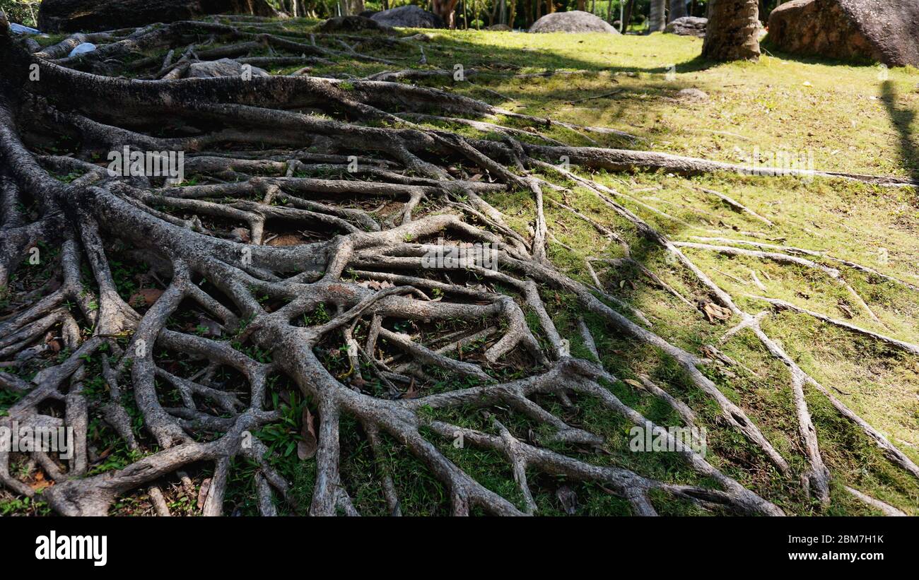 Tropical tree roots in china. Tropical Summer time Stock Photo