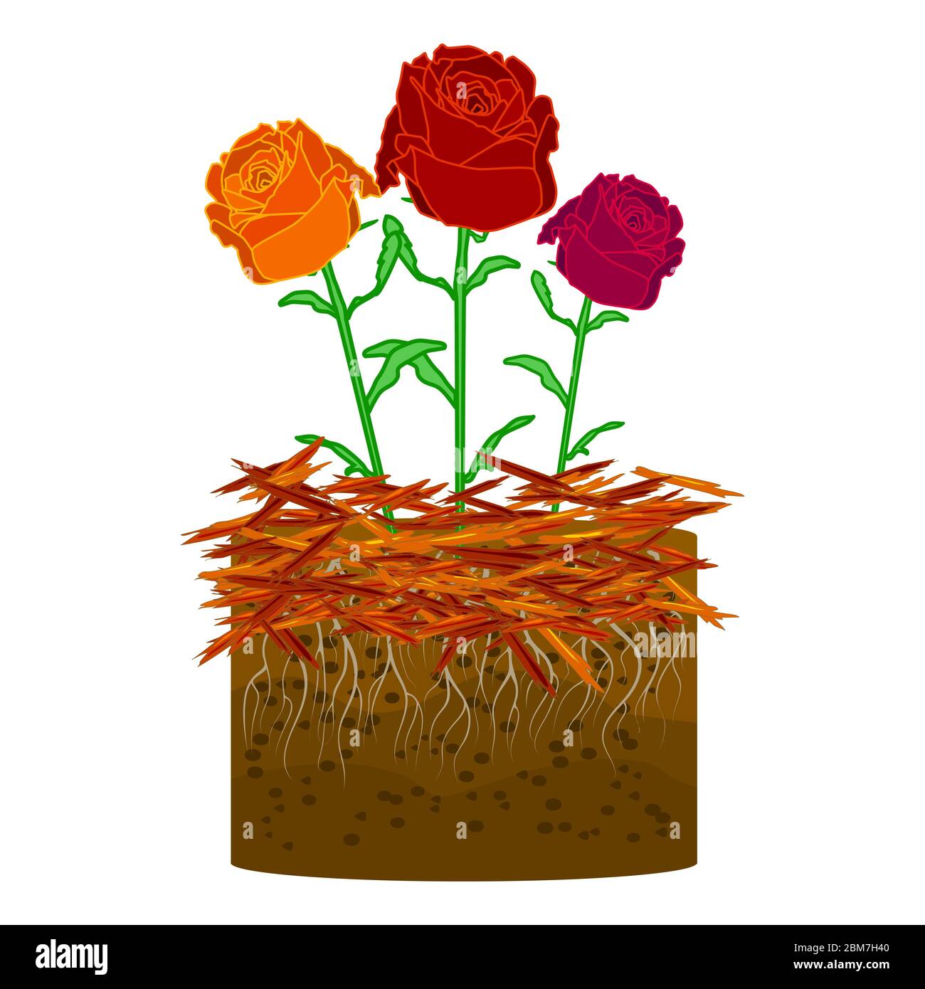 Mulch gardening concept with rose, mulch isolated on white background