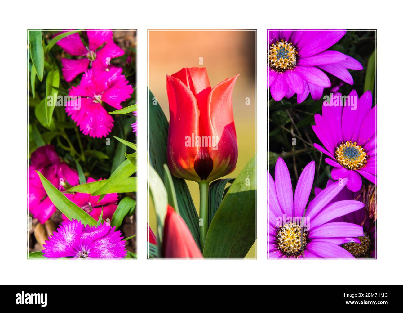 Triptych of Flowers growing in a Country Garden. Stock Photo