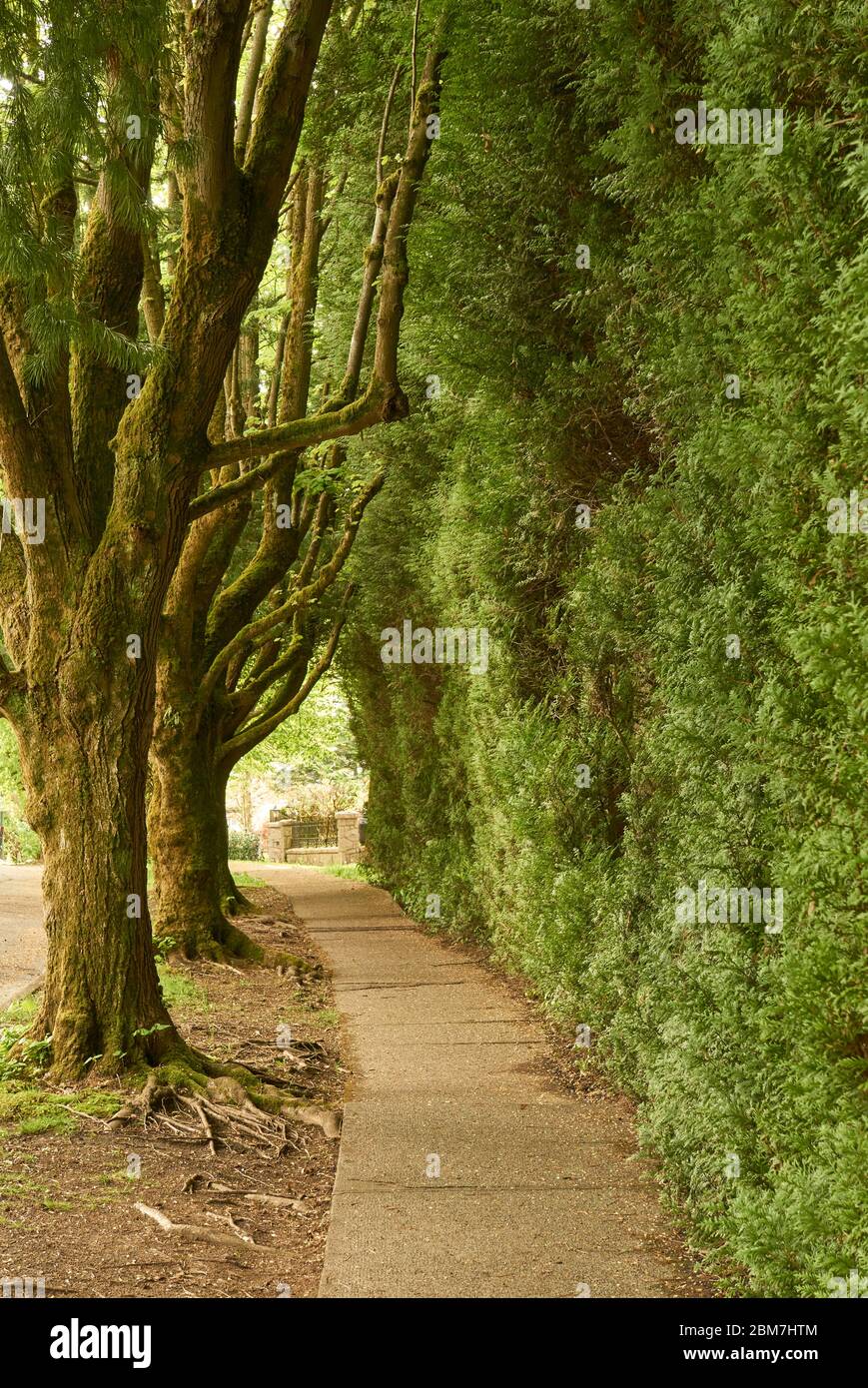 Empty sidewalk path leading through trees and bushes Stock Photo