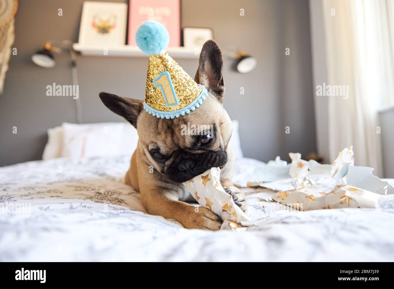French Bulldog's first birthday opening gifts. Stock Photo