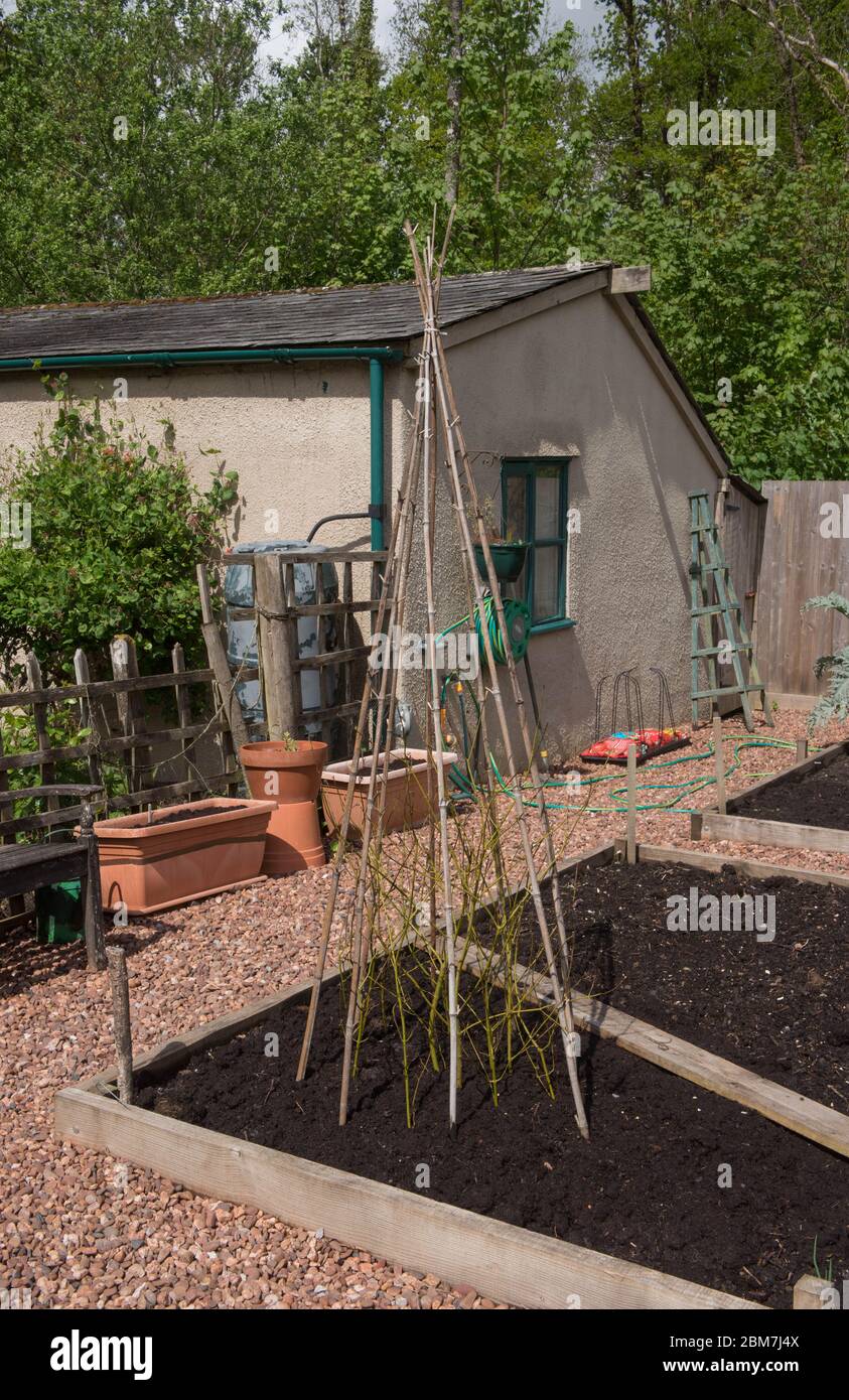Home Made Bamboo Cane Wigwam for Growing Climbing Vegetables and Plants in a Raised Bed on an Allotment in a Vegetable Garden in Rural Devon, England, Stock Photo