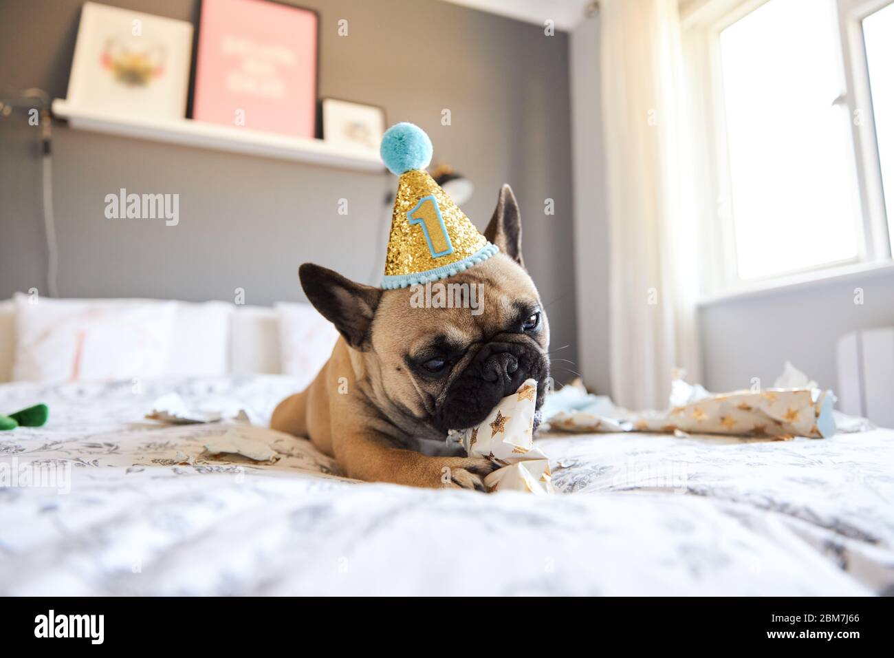French Bulldog's first birthday opening gifts. Stock Photo