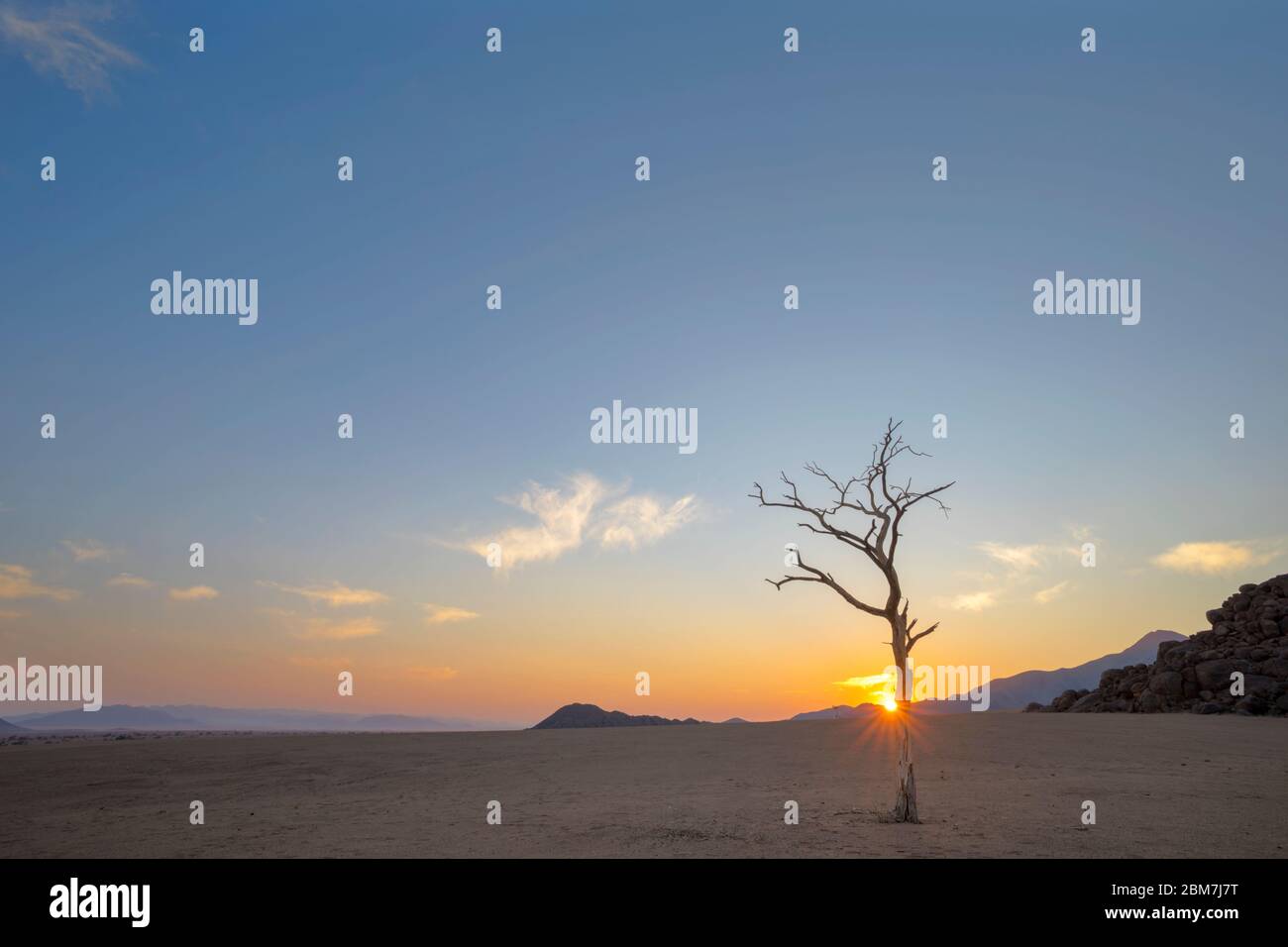 Lone dead acasia tree at sunrise Stock Photo