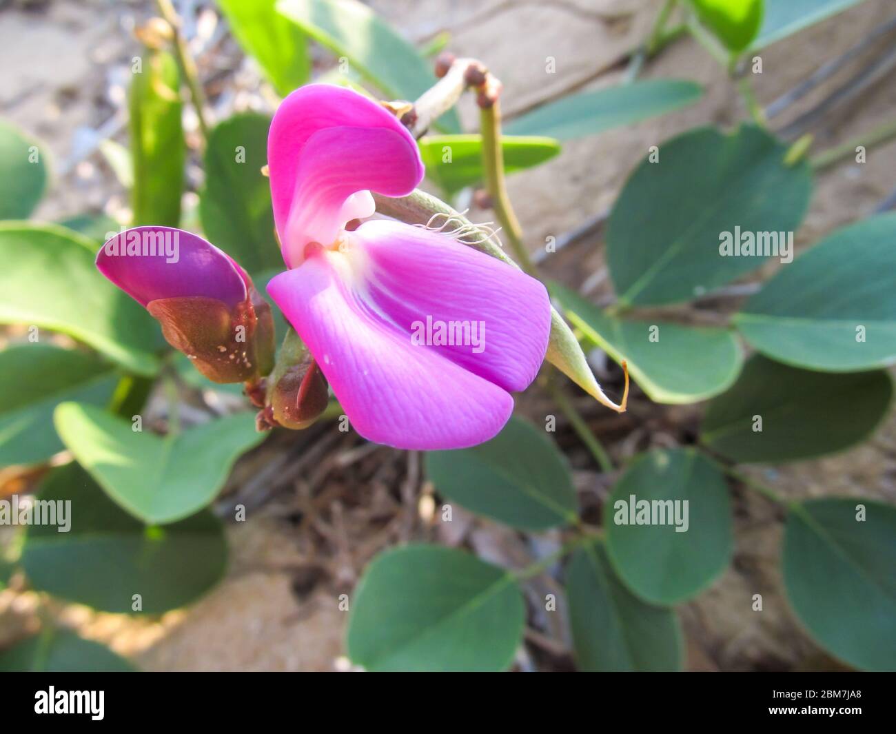 A single bright pink flower of the Beach Bean (Canavalia rosea) on the coast of Portuguese Island, part of the KaNyaka Barrier Island system Stock Photo