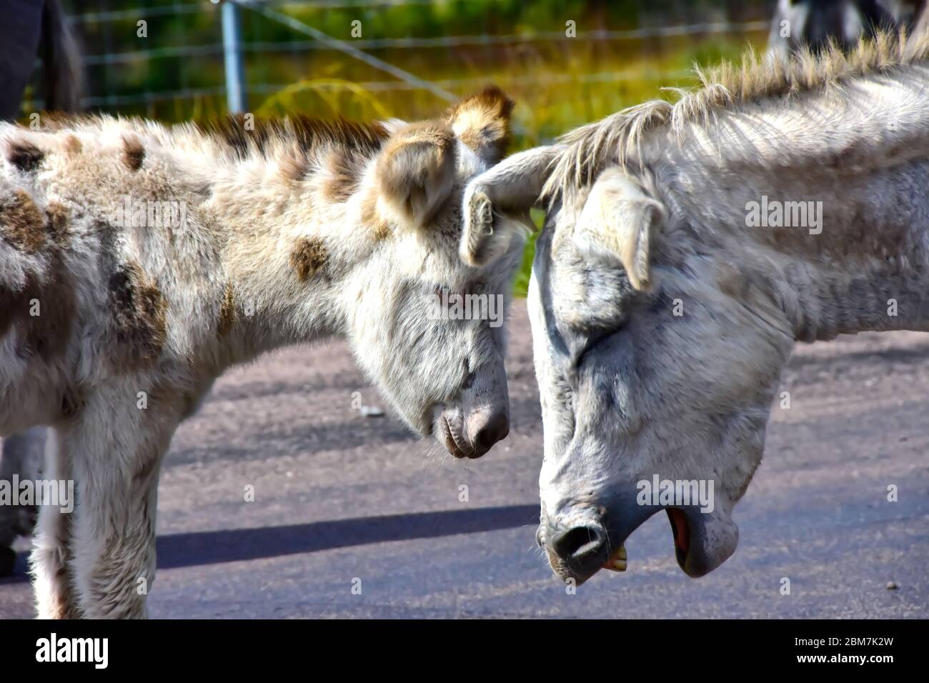 Mother and baby burro having a talk. Stock Photo